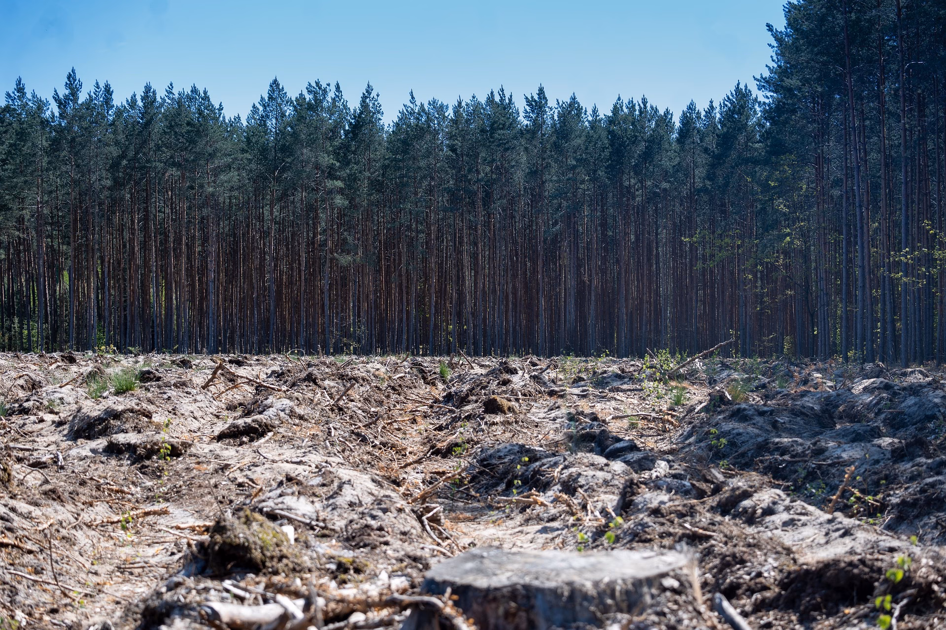 How does deforestation affect land use?