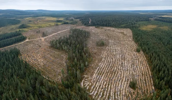 How can I learn more about forests in Finland?