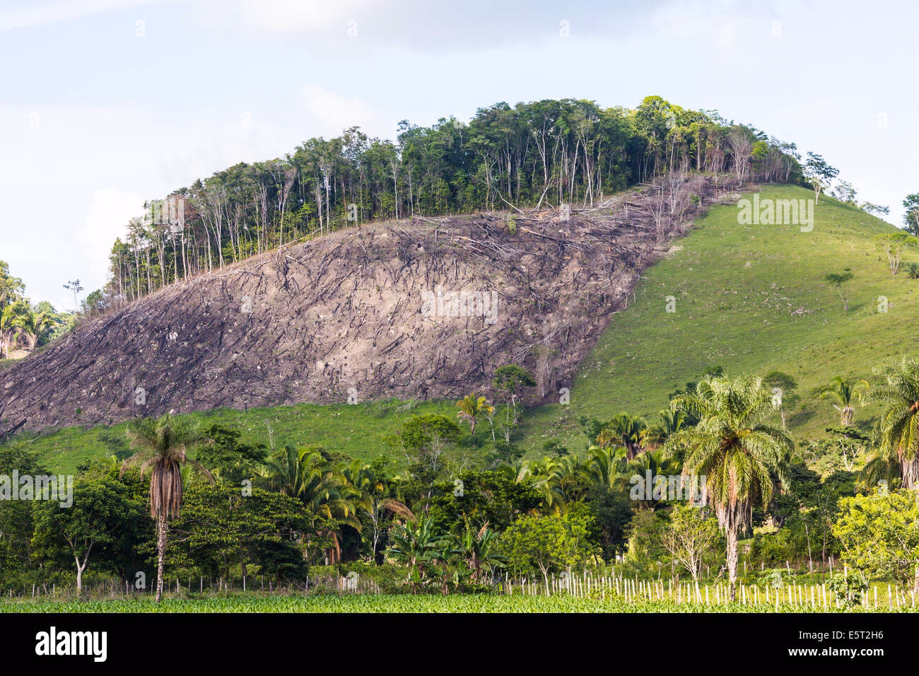 How much forest does Guatemala have?