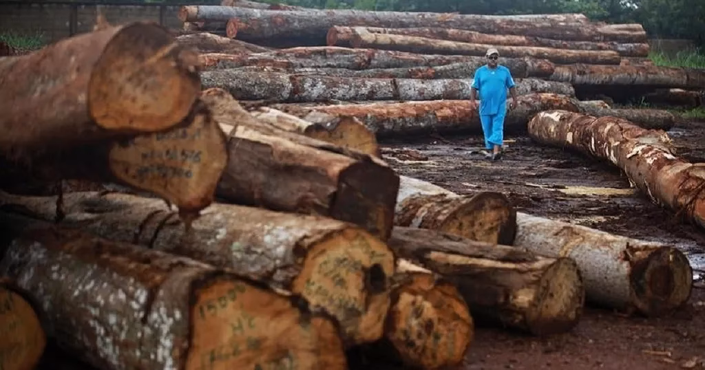 Are mangrove forests under threat in Senegal?