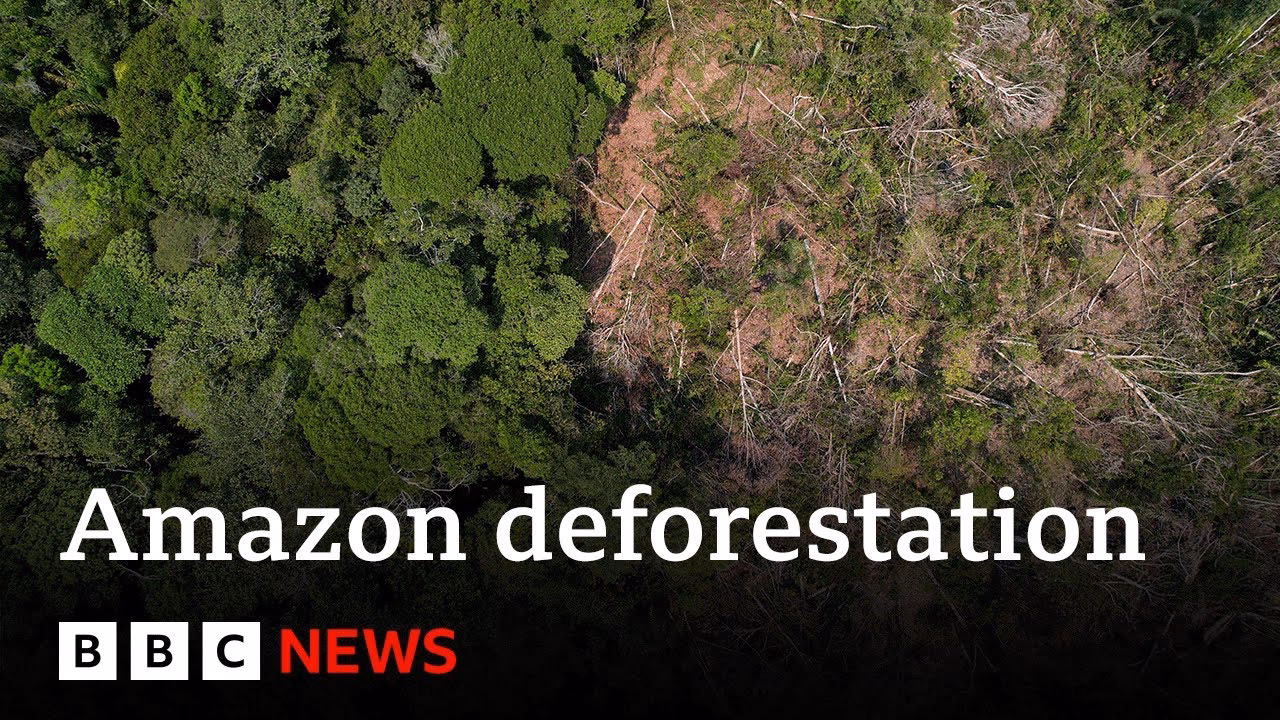 Will the EU ban the import of deforestation products?