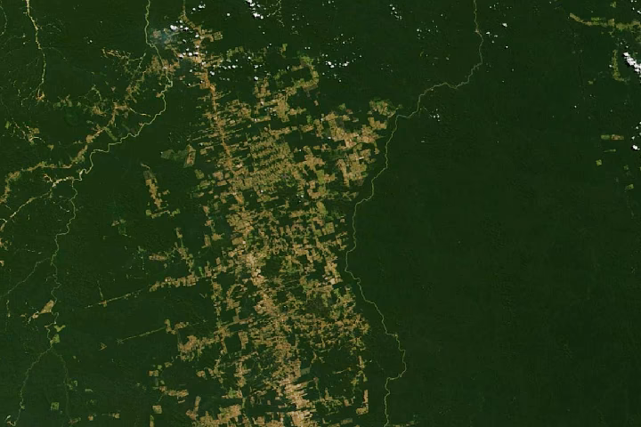 How does deforestation affect global forest loss?