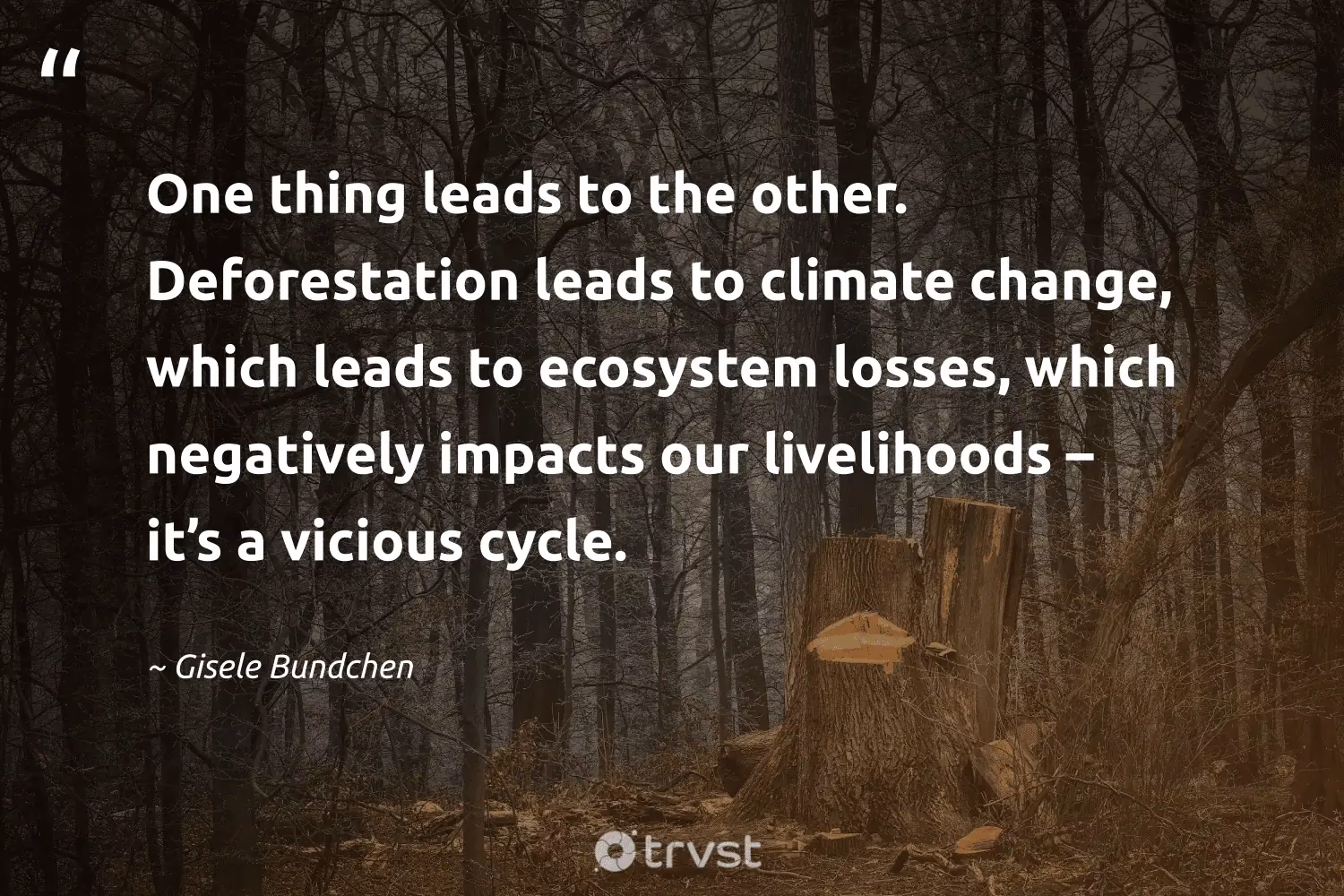 Will deforestation continue?