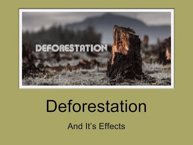 How does deforestation affect a forest?