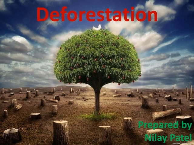 What are some facts about deforestation?