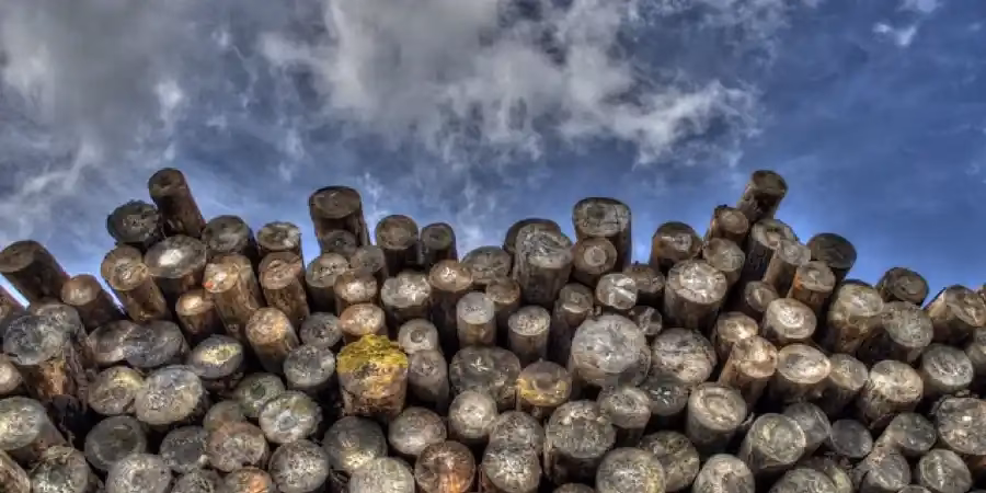 What is another word for deforestation?