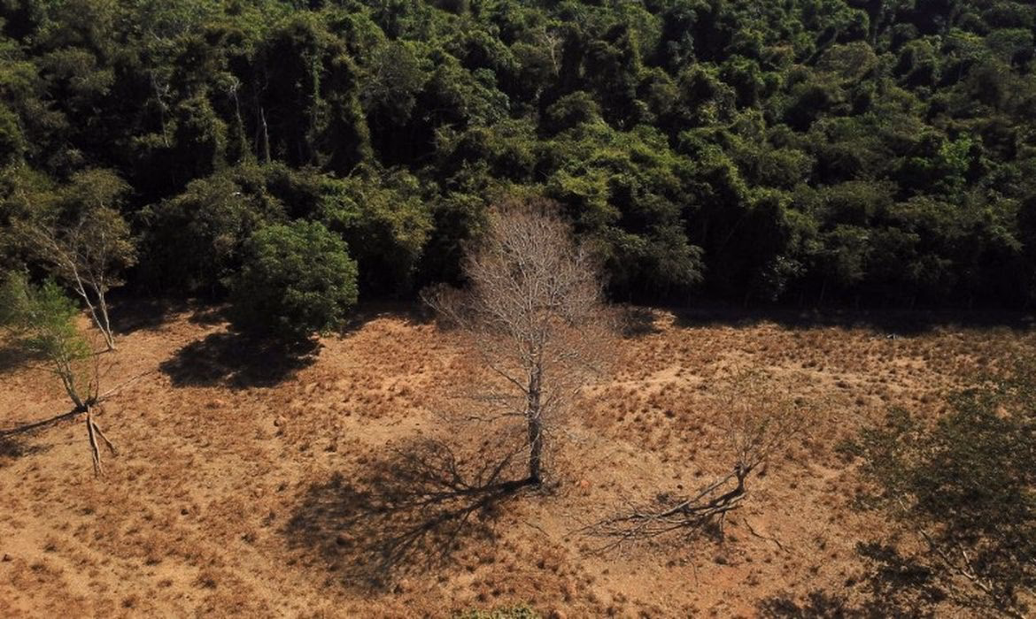 ¿Cuál es el significado de deforestar?
