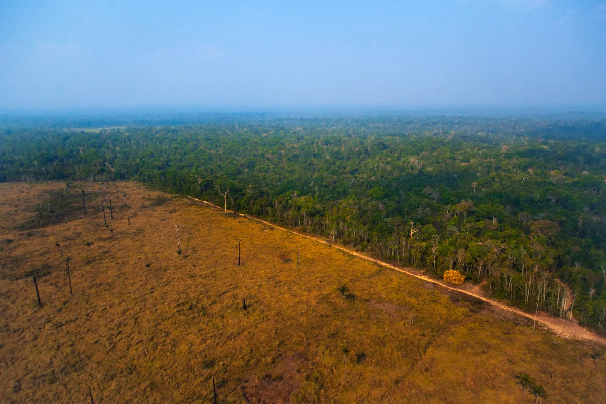 ¿Cuáles son los resultados positivos de la deforestación?