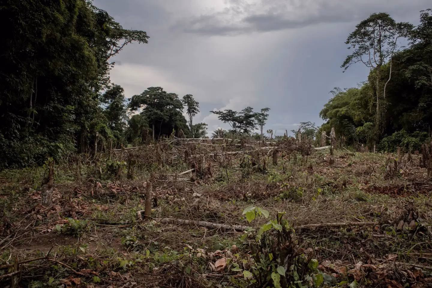 ¿Cómo producir libres de deforestación?