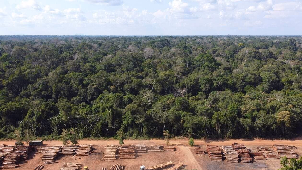 Quelle est la cause directe de la déforestation?