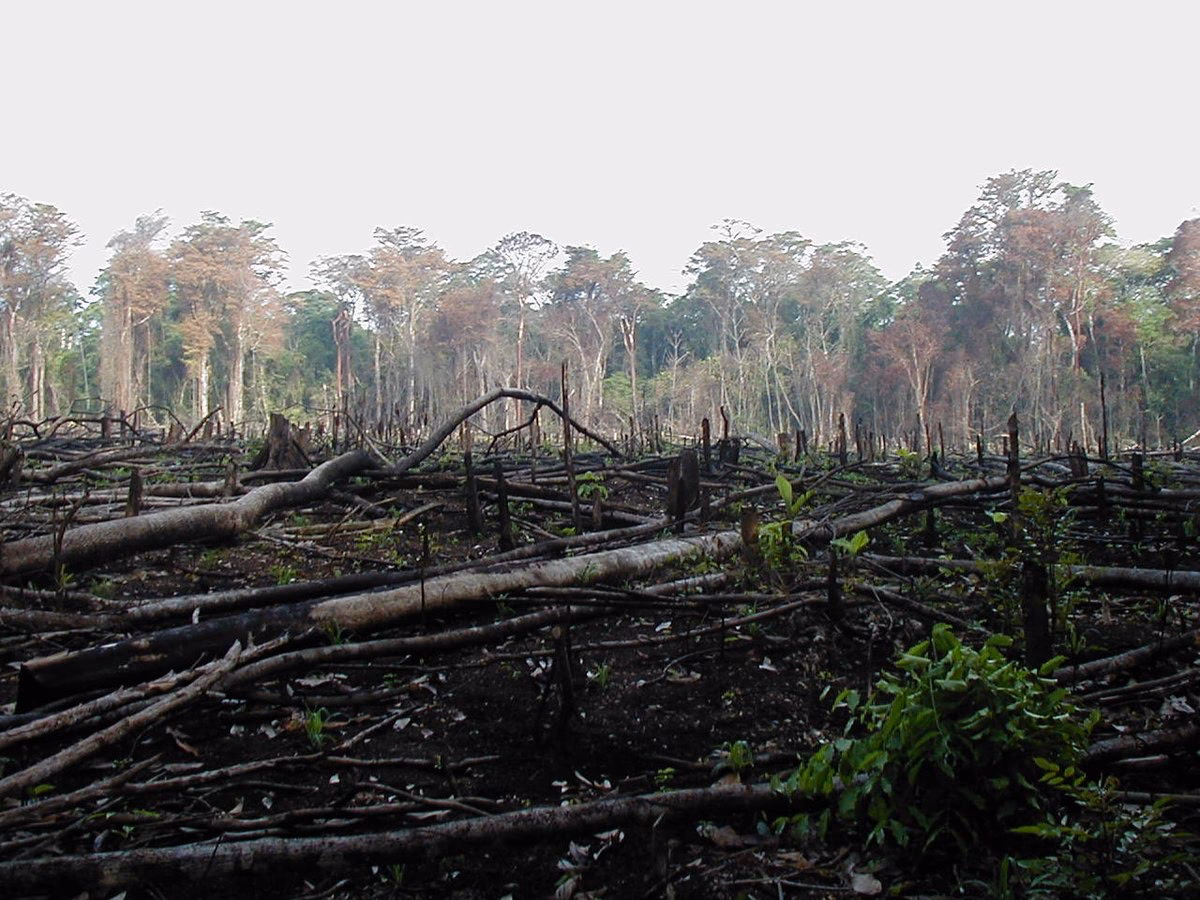 Quels sont les sanctions pénales pour les infractions environnementales ?