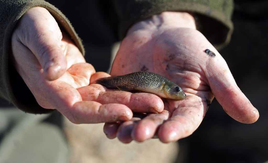 ¿Cómo afecta el turismo ornitológico al delta del Ebro?