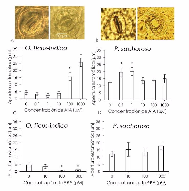 ¿Cuál es la correlación de la densidad estomatal?
