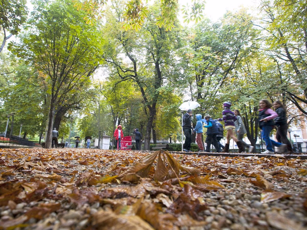 ¿Qué residuos generan las hojas de los árboles?