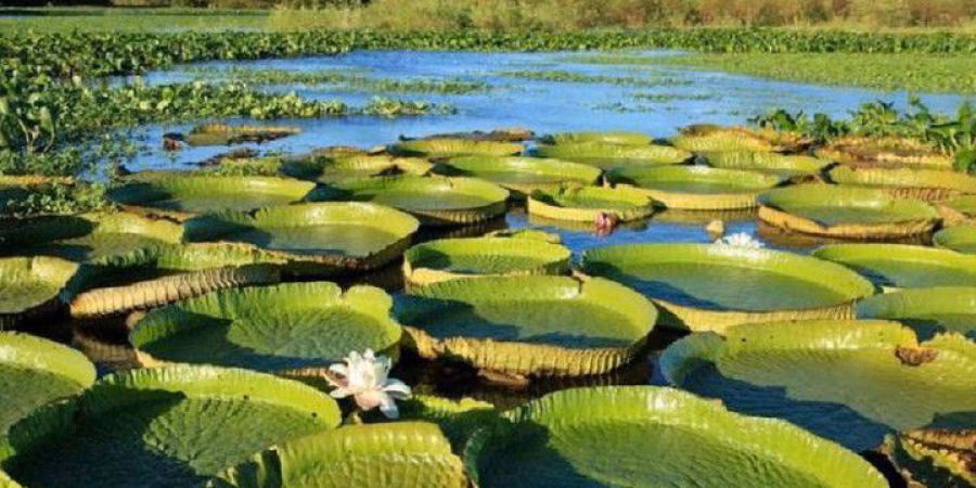 ¿Qué propone jamaikanigás para volver a integrarse a la naturaleza?