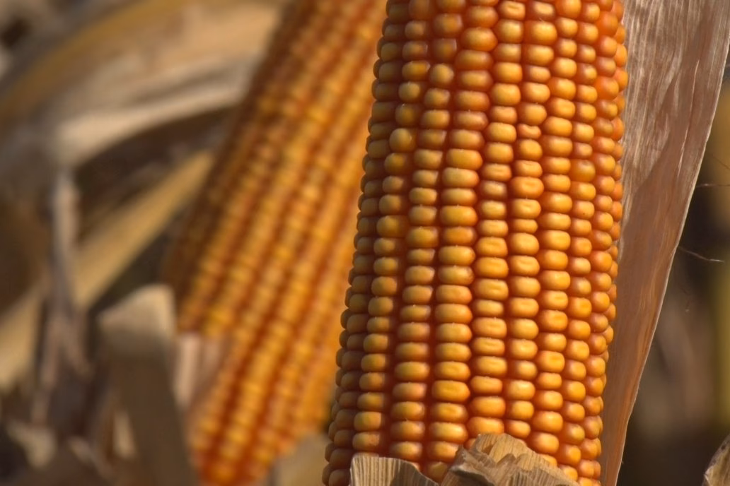 ¿Qué es la producción sustentable de maíz amarillo en Sinaloa?