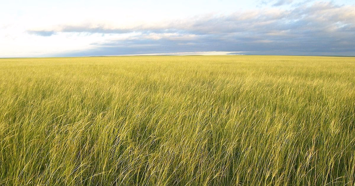¿Cuál es la superficie forestal de Mongolia?
