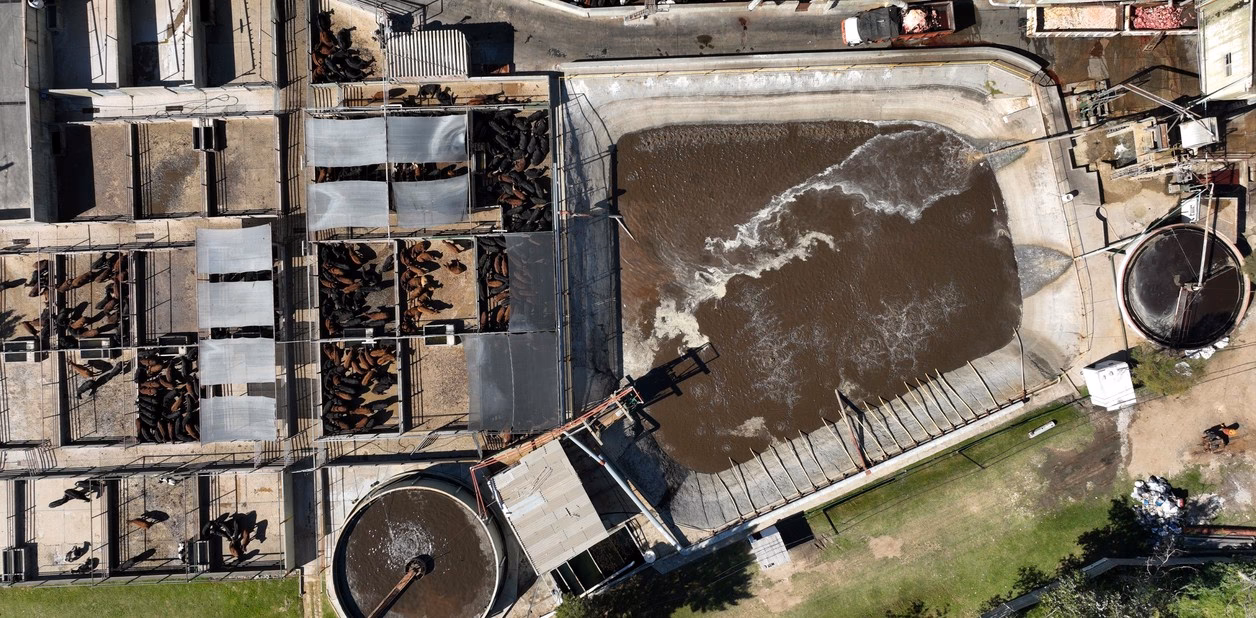 ¿Quién arroja los desechos del frigorífico rioplatense?