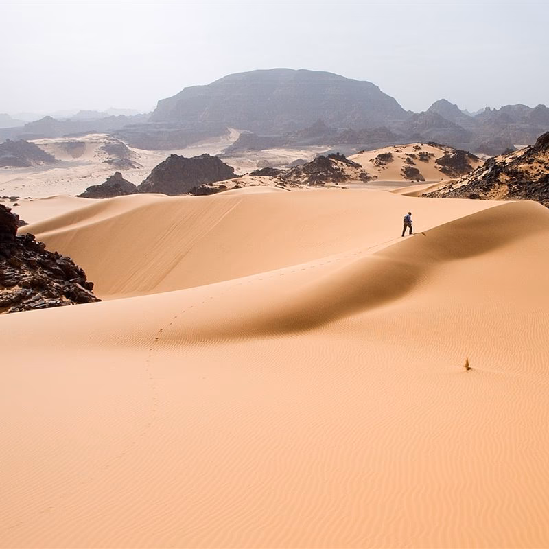 ¿Cómo ayudan los animales del desierto a mantenerse frescos?