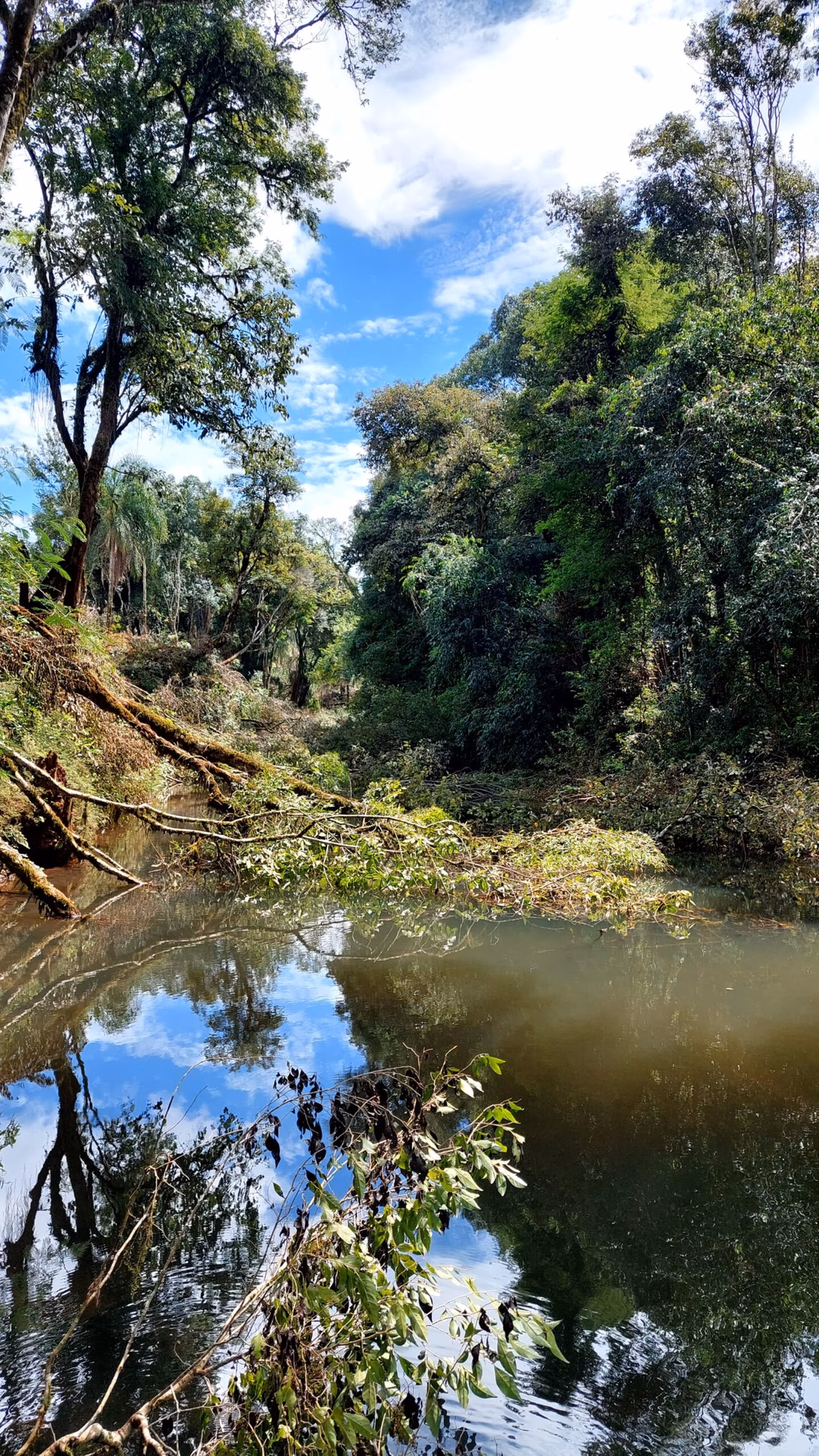 ¿Cuáles son los efectos del desmonte sobre la vegetación?