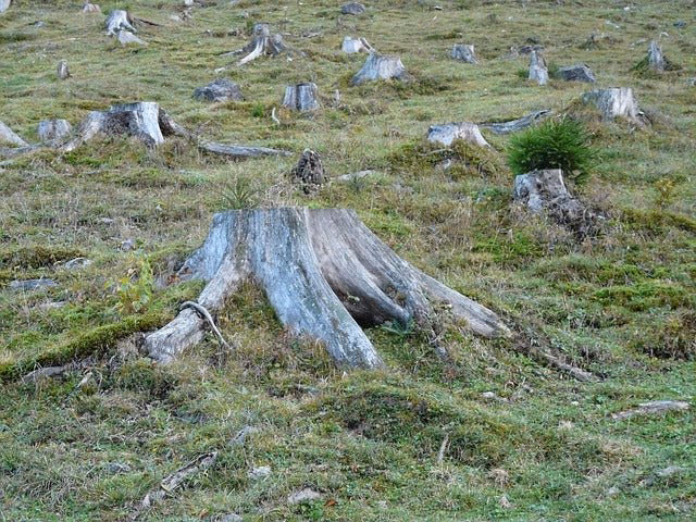 ¿Cómo afecta el calentamiento global a la deforestación?