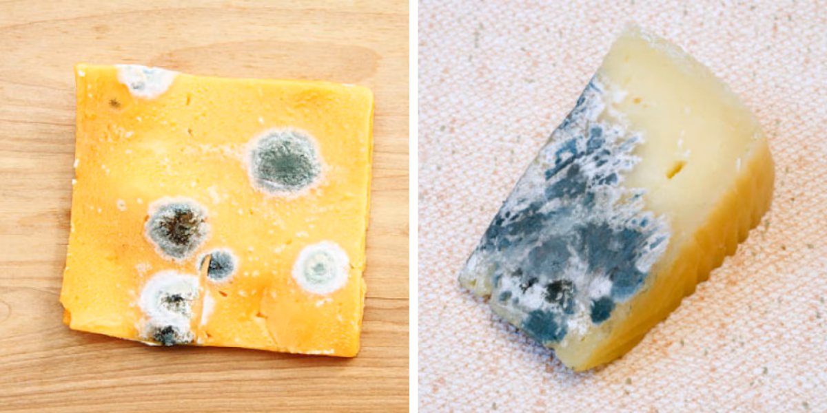 ¿Cuáles son las consecuencias de los hongos?