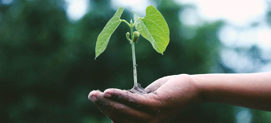 ¿Qué es la sustentabilidad del desarrollo ecológico?