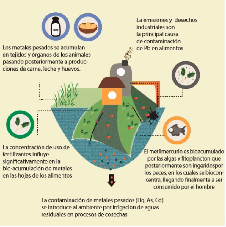 ¿Qué opinión científica solicita la Comisión sobre el riesgo de cadmio en los alimentos?
