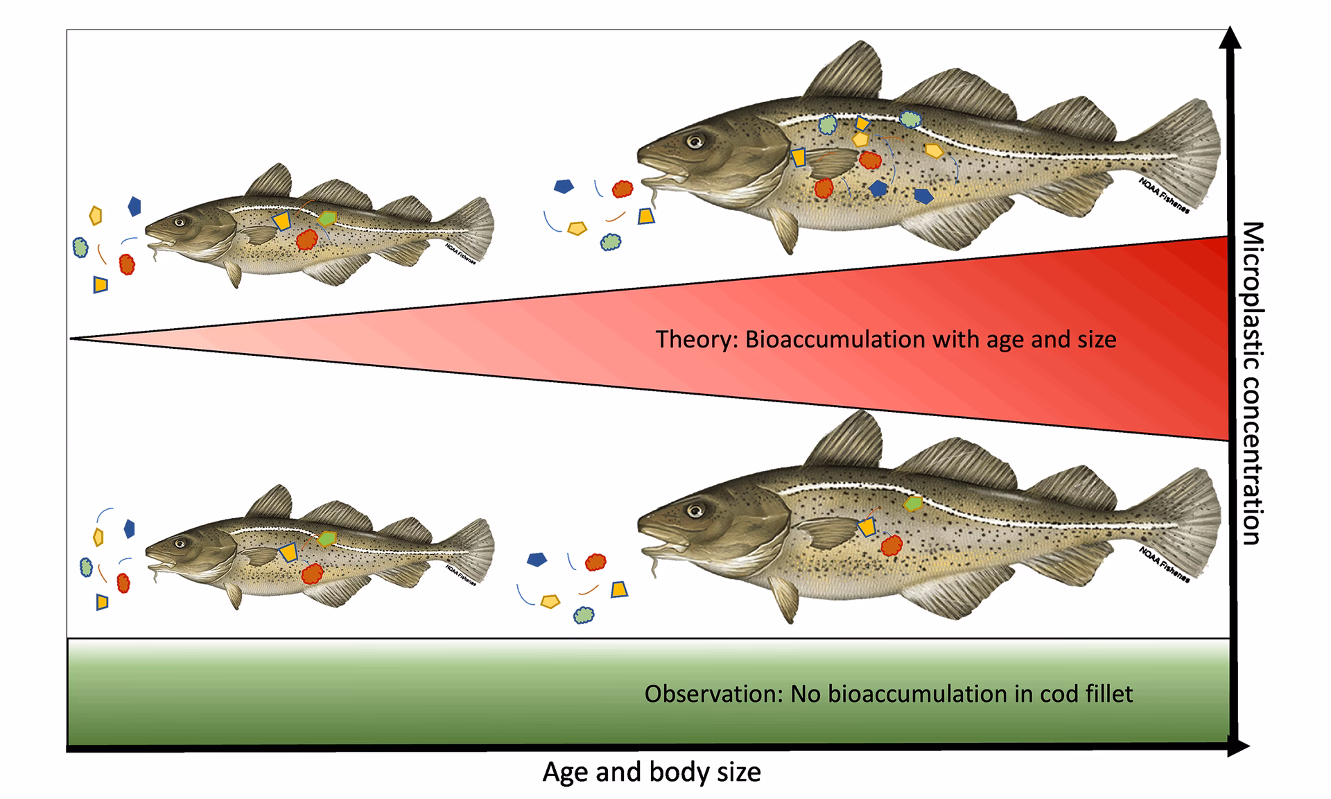 Is fish a health hazard?