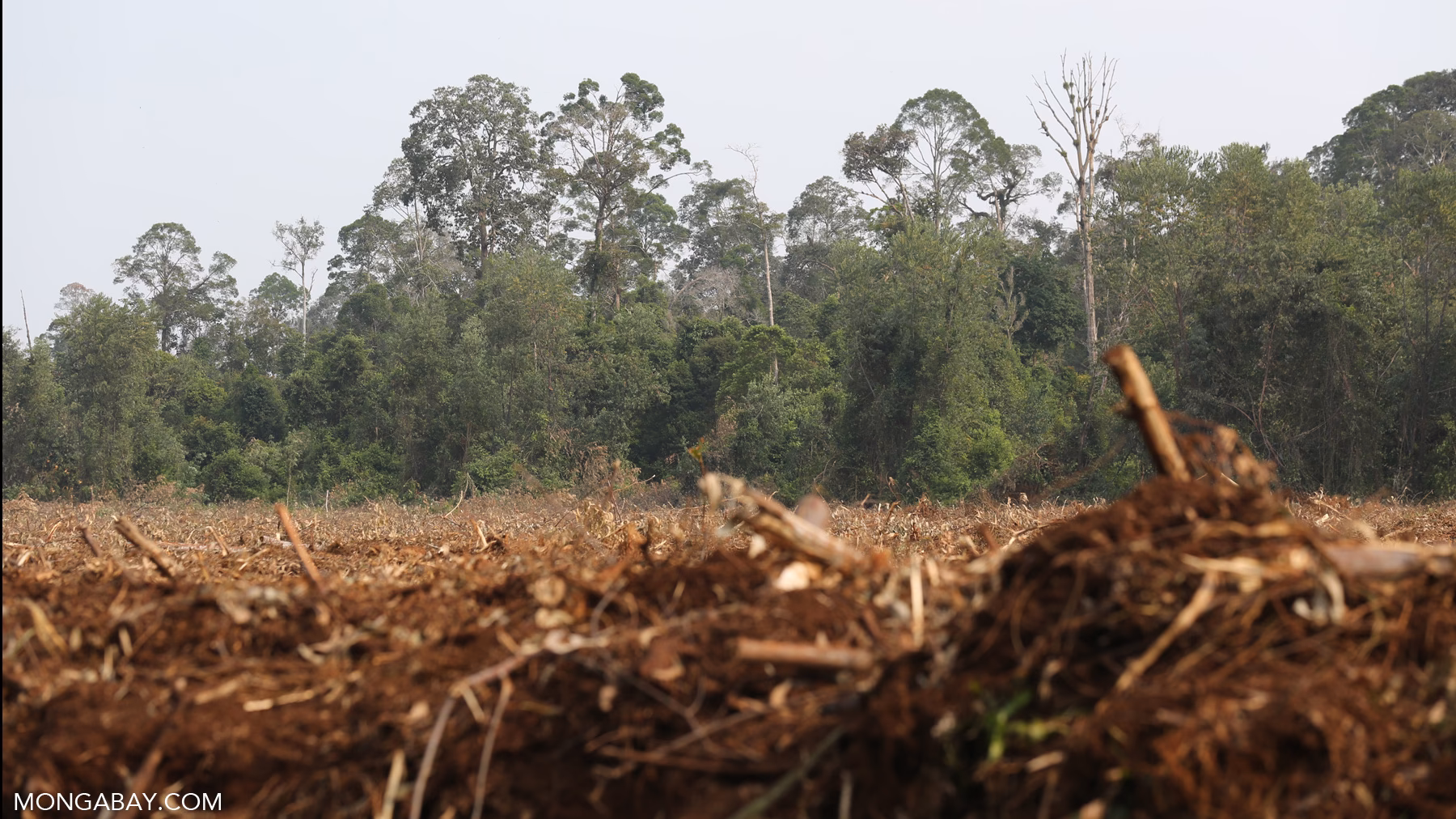 What happens if a forest fragment loses a species?
