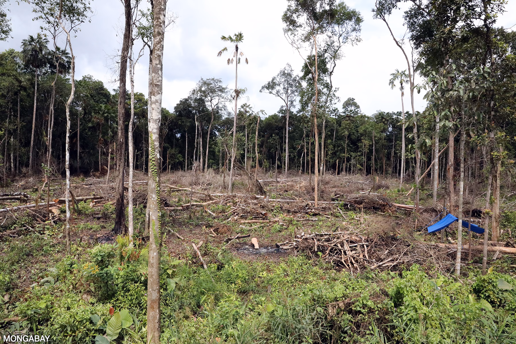 How does distance to loss affect forest fragmentation?