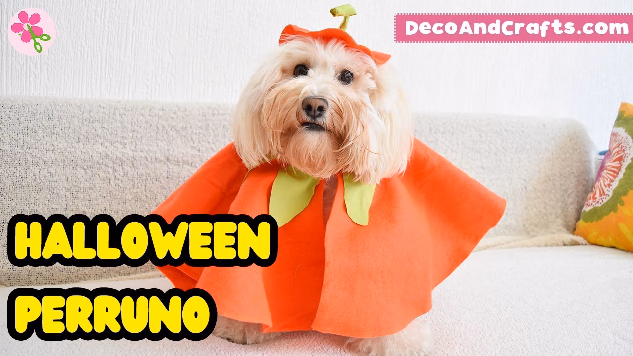 ¿Qué disfraz es perfecto para perros negros y blancos?