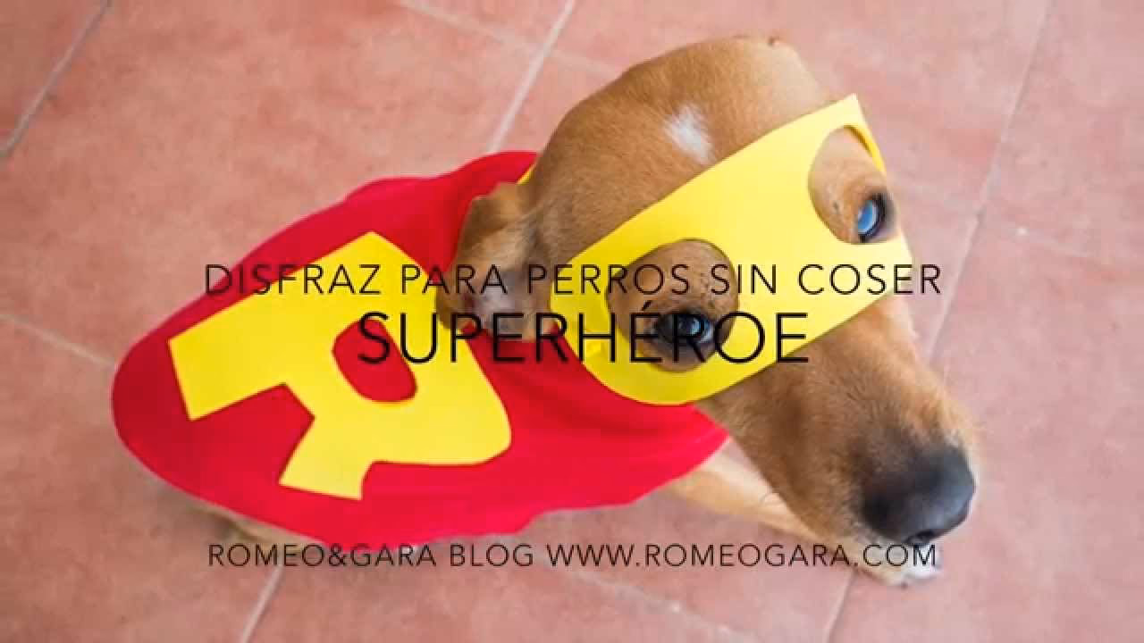 ¿Cómo hacer disfraces para perros y gatos fácilmente en casa?