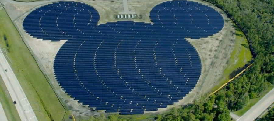 ¿Cómo se disipa la energía en la planta y en el animal?