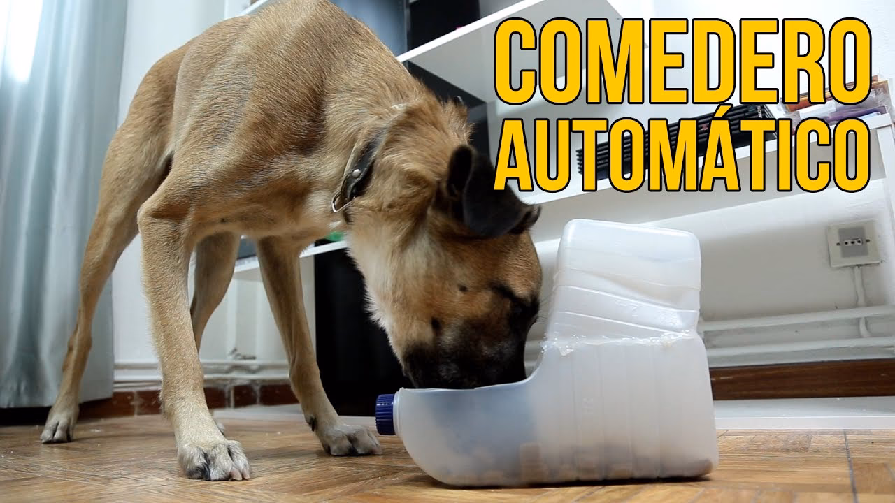¿Cómo elegir el mejor snack para perro caniche?