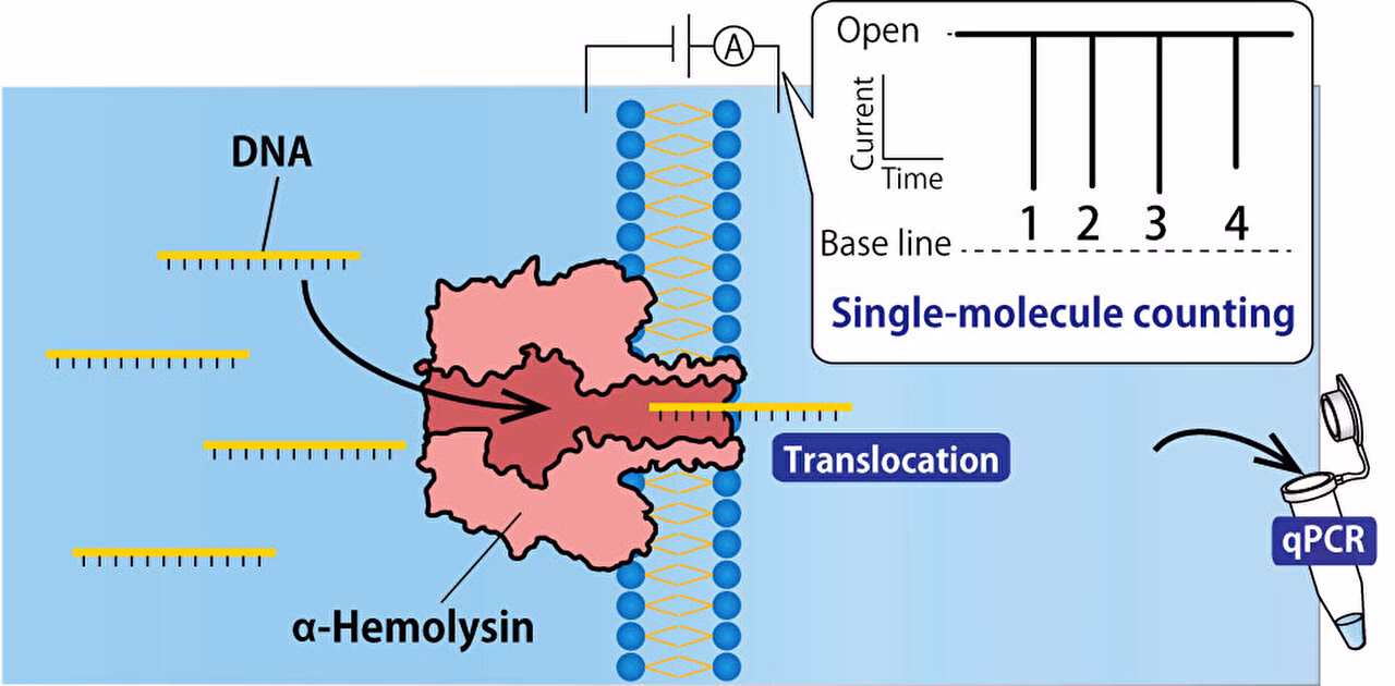 Can cellular DNA be contaminated?
