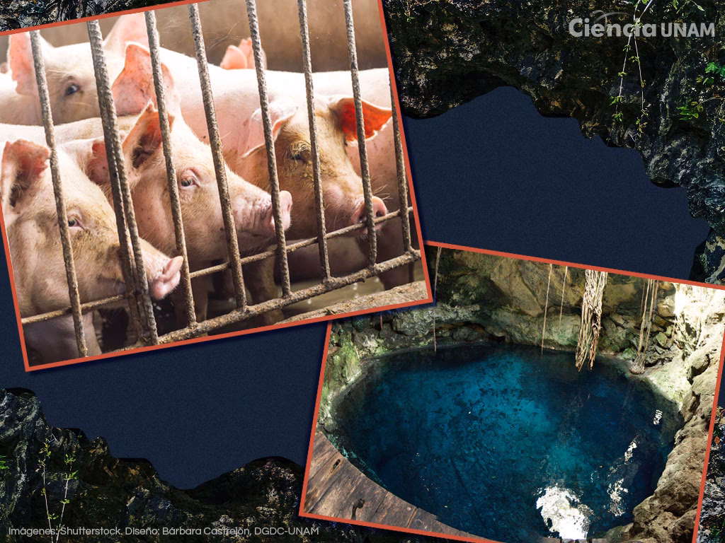 ¿Cuál es el Medio Ambiente del cerdo?