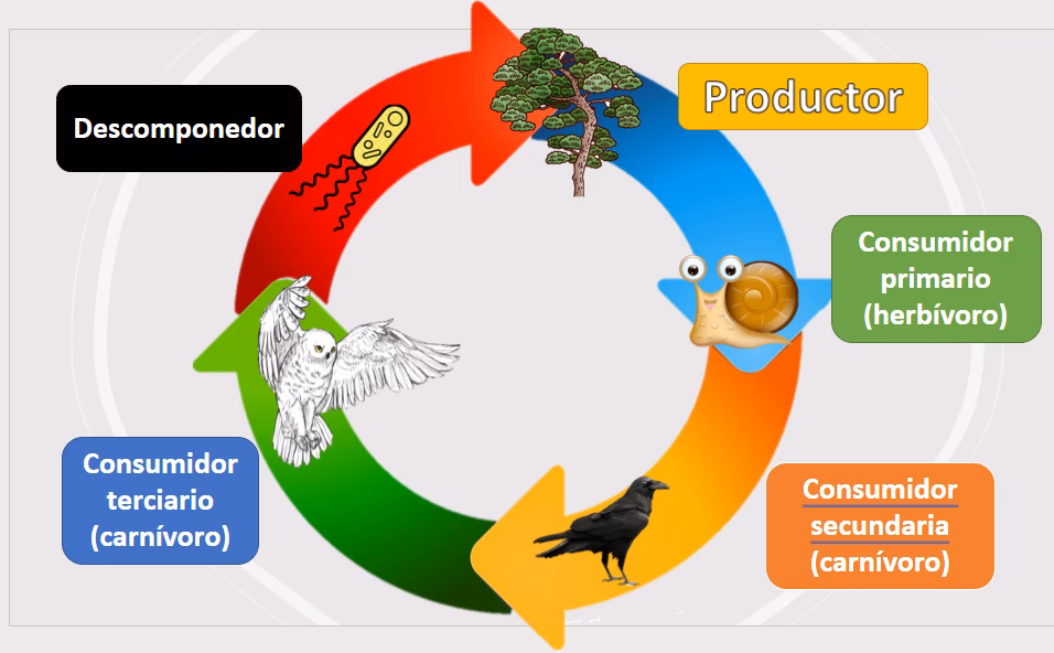 ¿Qué es el efecto dominó?