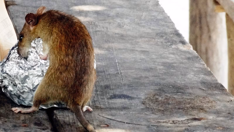 ¿Cuáles son las enfermedades que transmiten las ratas?