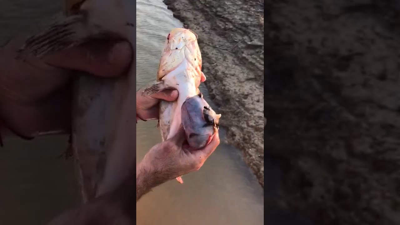 ¿Qué se debe hacer cuando hay alimentos contaminados por roedores?