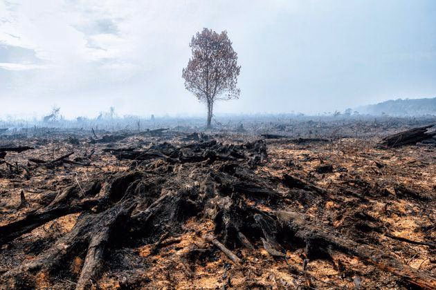 ¿Por qué el ecocidio es un delito internacional?