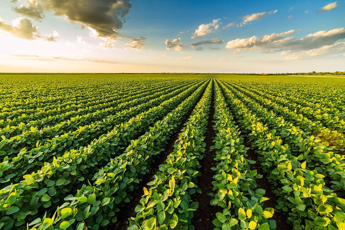 ¿Qué es la producción ecológica?