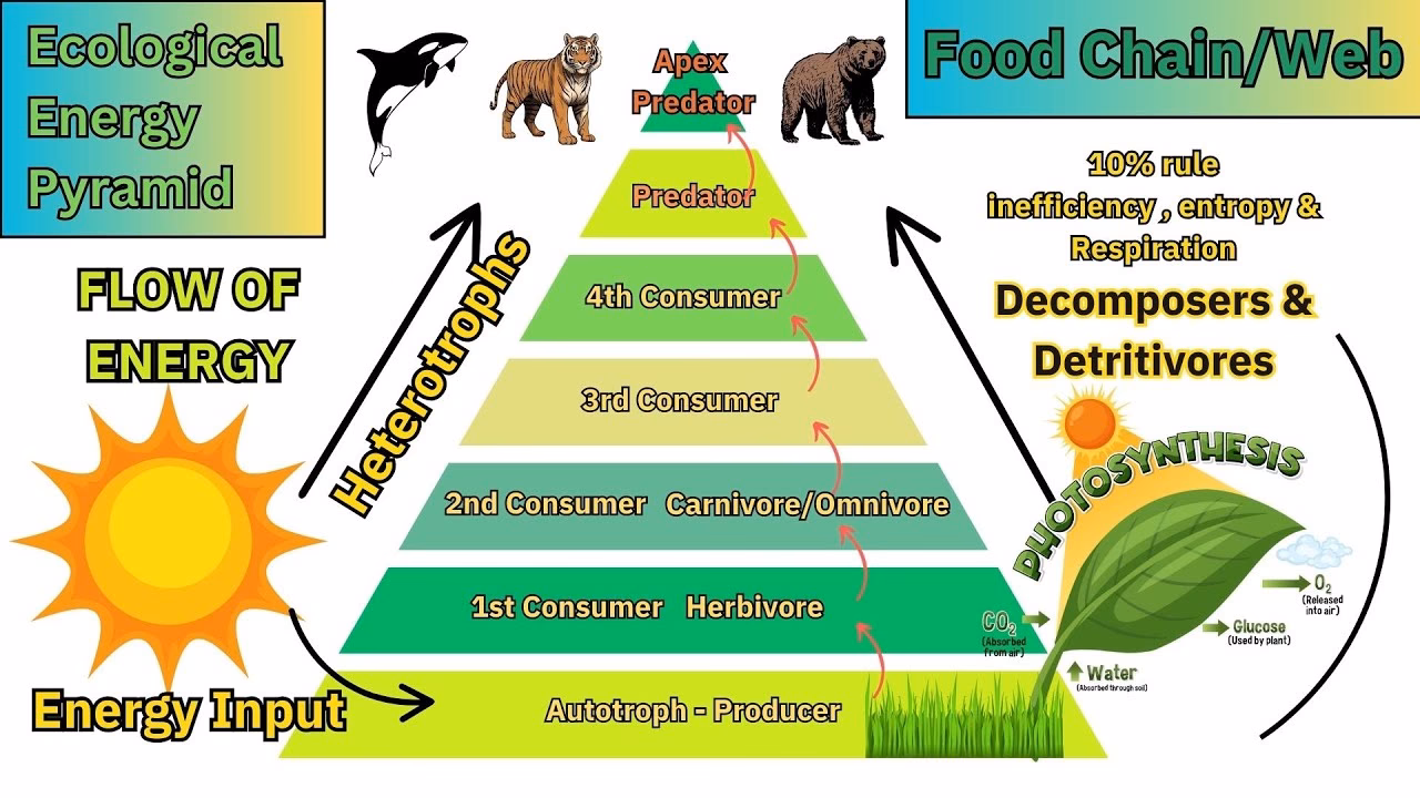 What is ecosystem productivity?