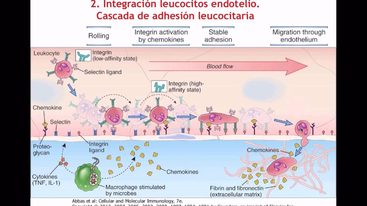 ¿Qué es el protocolo de extravasación?