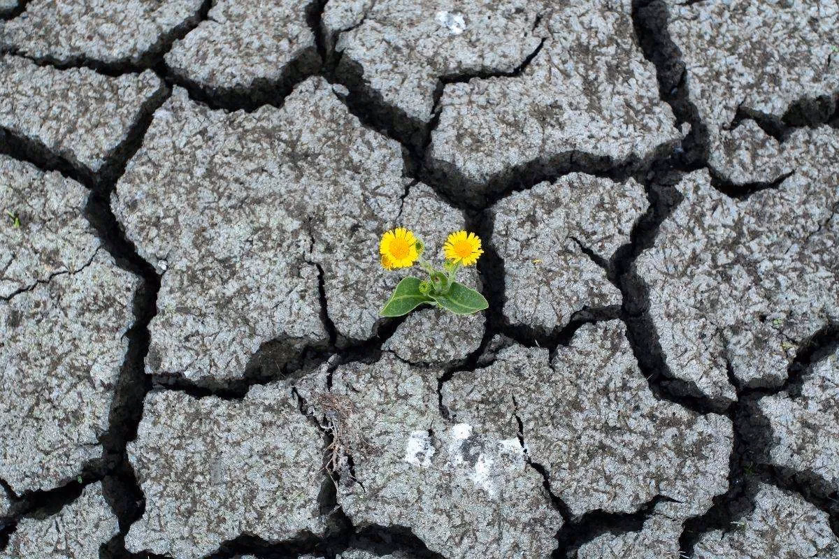 ¿Cómo afecta el clima a la polinización?