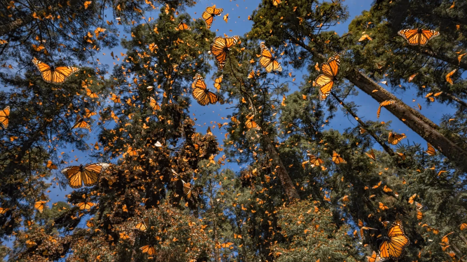¿Cuánto tiempo viven las mariposas en cautividad?