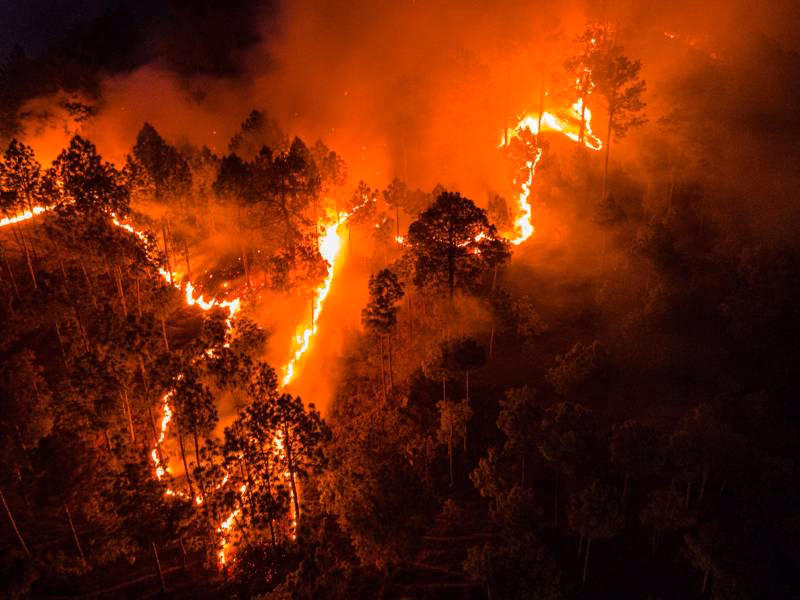 ¿Cómo se forman las mariposas?
