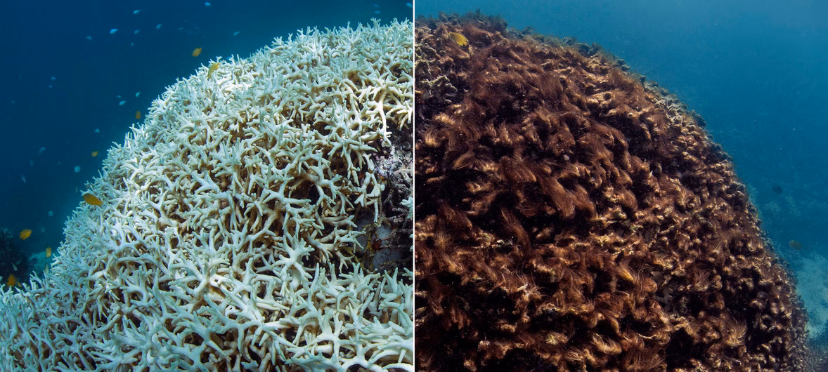 ¿Cuáles son las amenazas de los arrecifes de coral?