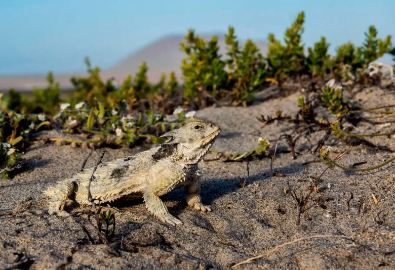 ¿Qué es la Lista comentada de Liolaemidae?