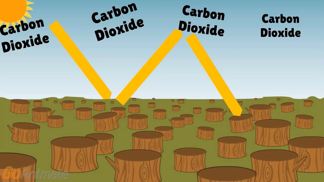 How does deforestation affect photosynthesis?